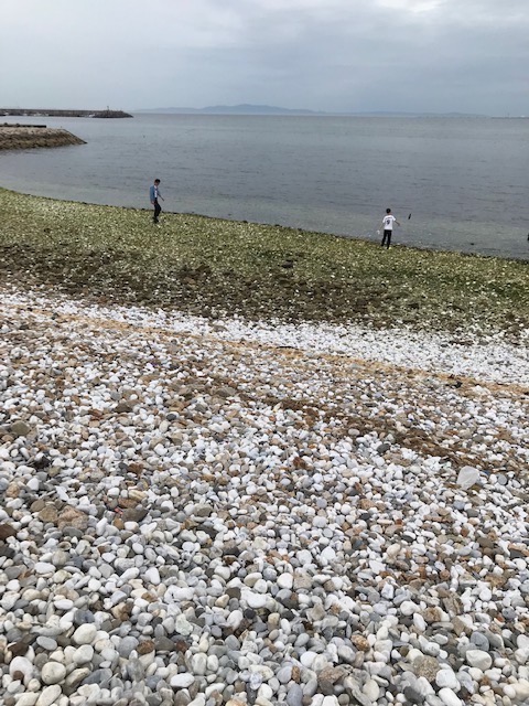 写真の説明を入れます